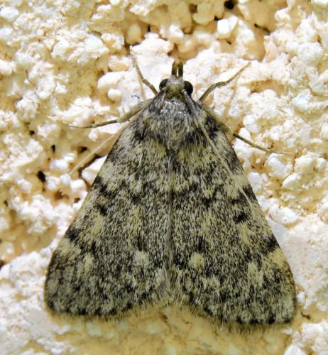 Réf. 335 379 : Aglossa pinguinalis
